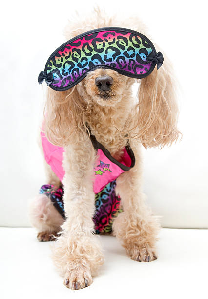 istock Poodle in Matching Leopard Print Pajamas and Sleep Mask 187649061