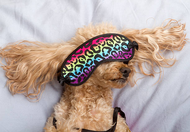 istock Poodle In Leopard Print Sleep Mask 187649143