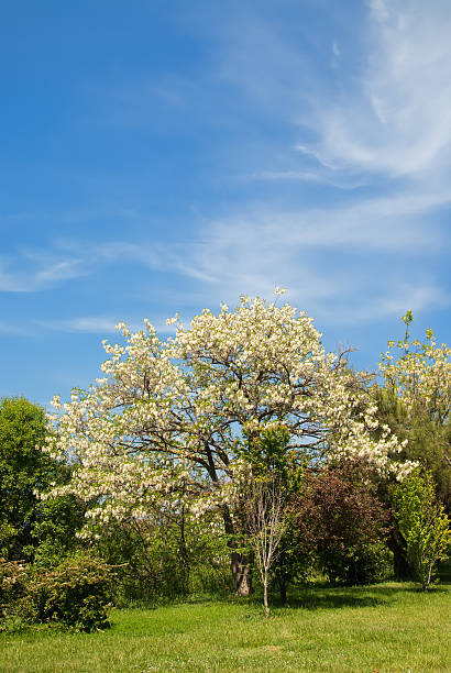 istock heavenly summer garden 187649222