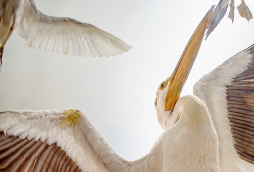 Pelican glides in blue sky spreading wings