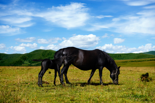 a beautiful wild horse in spring int he Utah desert