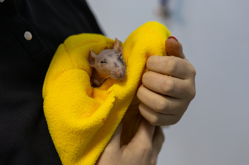 The veterinarian carefully holds a cute rat in a yellow soft blanket. The rat closed its eyes with pleasure and seemed to smile. The face of a satisfied rat in the hands of a veterinarian..
