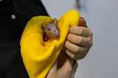 The veterinarian carefully holds a cute rat in a yellow soft blanket. The rat closed its eyes with pleasure and seemed to smile. The face of a satisfied rat in the hands of a veterinarian.