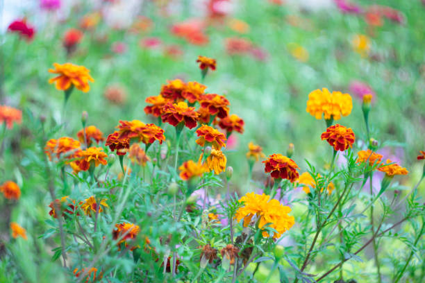 istock Flowers in the garden. 1876518304
