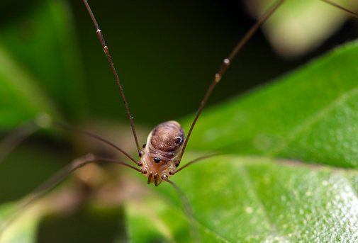 Strange Harvestman, known for their long, slender legs, Moegizatomushi (Leiobunum japonicum japonicum), roam the forest (Close up macro photography)