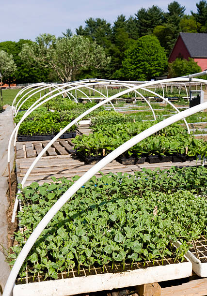 istock Nursery outdoors 187653333