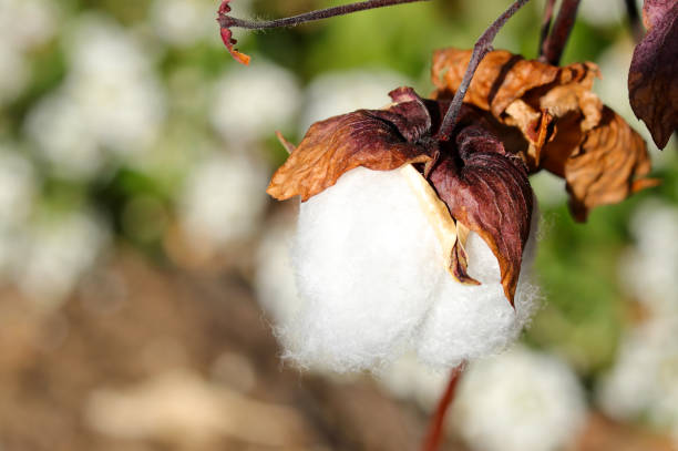 close-up of beautiful pure white cotton ready for harvest (sunny natural light + strobe macro close-up photography) - cotton flower textile macro imagens e fotografias de stock