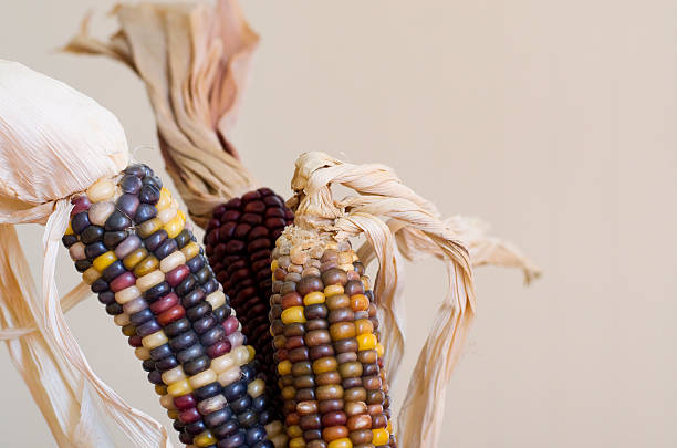 耳のインドトウモロコシ - autumn corn indian corn decoration ストックフォトと画像