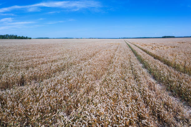Wheat field against blue sky with clouds, day time