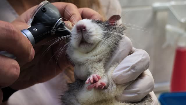 A veterinarian uses an otoscope to examine the ear of a cute rat brought in for an appointment. The assistant holds a rat in his hands, which the doctor examines inside the ear using an otoscope.