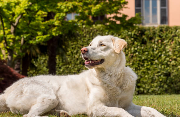 istock White Maremma Sheepdog lying down in the garden on the grass. 1876567799