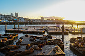 Sea lions at pier 39 during sunset