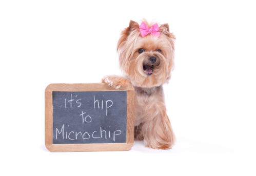 Yorkie sharing a message about microchipping.