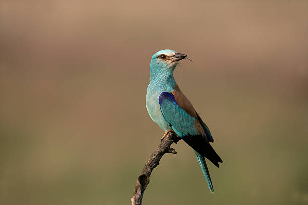 istock European roller, Coracias garrulus, 187658761