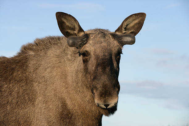 istock European moose, Alces alcess machlis 187659183