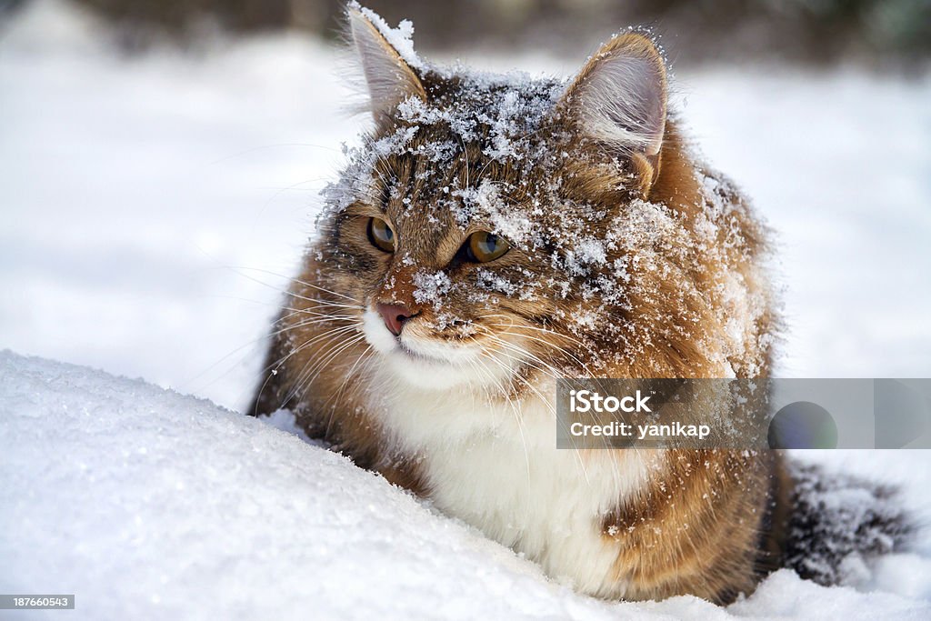 cat on sits the beautiful cat on sits on snow Animal Stock Photo