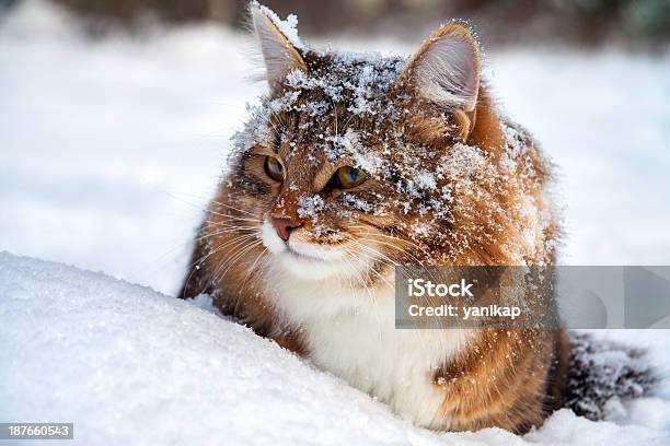 Cat On Sits Stock Photo - Download Image Now - Animal, Animal Body Part, Animal Eye