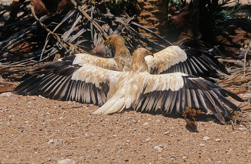 The Egyptian vulture (Neophron percnopterus), also called the white scavenger vulture or pharaoh's chicken