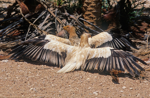 Large group of griffon vultures in the wild. Copy space.