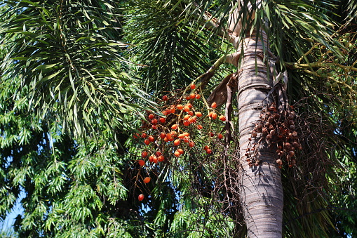 Palms bear so much fruit