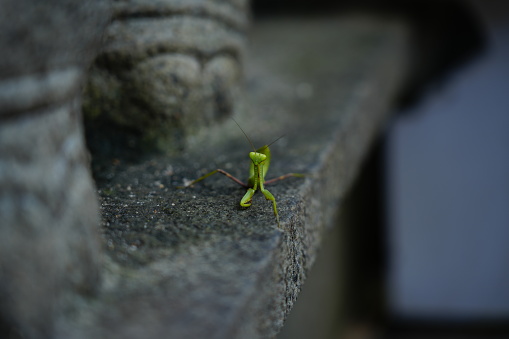 Close up photograph of a green Sri Lankan wanda