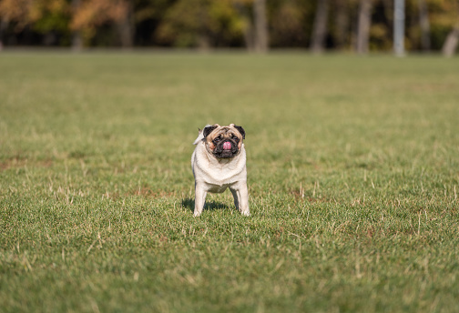 Pug Dog is Standing on the Grass.