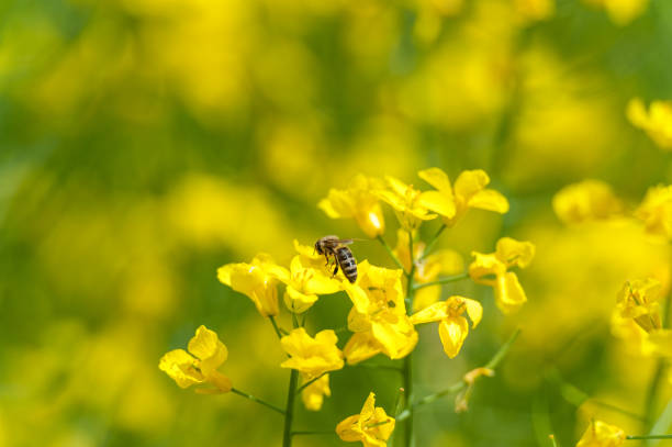 Blooming Rapeseed Field And Flying Bee in Background. Collecting Honey. Macro.