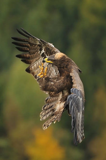 Landing Steppe Eagle Landing Steppe Eagle with blurry autumn background steppe eagle aquila nipalensis stock pictures, royalty-free photos & images