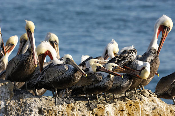 istock Brown Pelican Resting on Coastal Rocky Shore 187662804