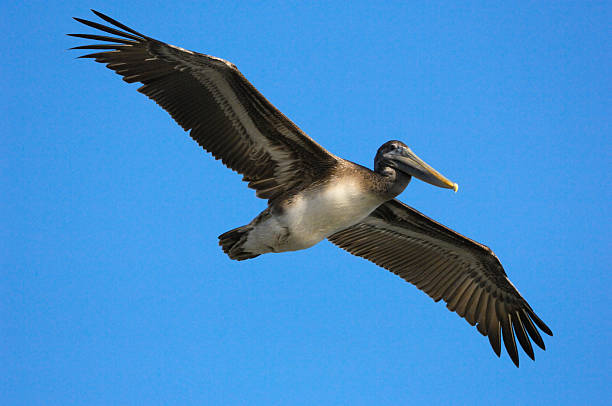 istock Brown Pelican Flying Over Pacific Coast 187662820