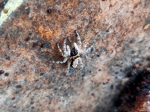 Mature Female black widow spider spinning a cocoon around an insect on its web outside in a remote location.  Male spider is blurred in the background.