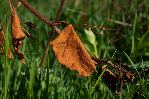 Dry leaf on a twig in a woodland setting.