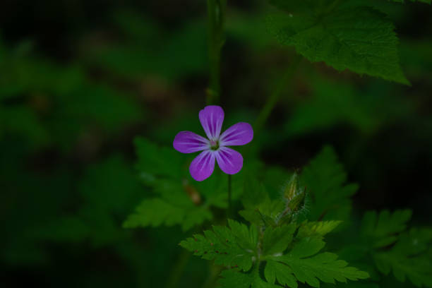 istock Little Purple Flower macro 1876639097