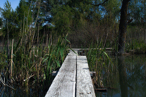 woodwork through the reeds on the lake