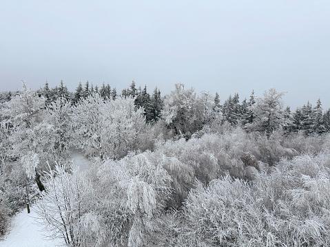 Forest covered in snow