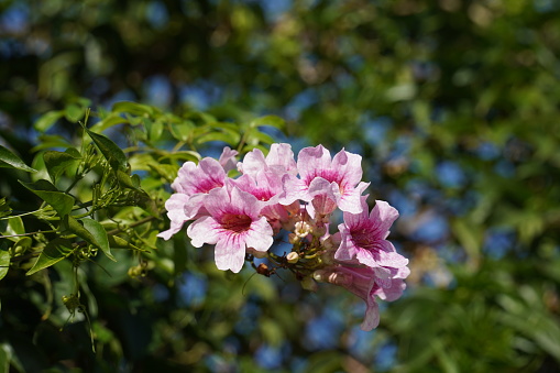 Light pink shaded Tecoma flower bunch, Podranea Ricasoliana pink flowers, Pandora trumpet vine
