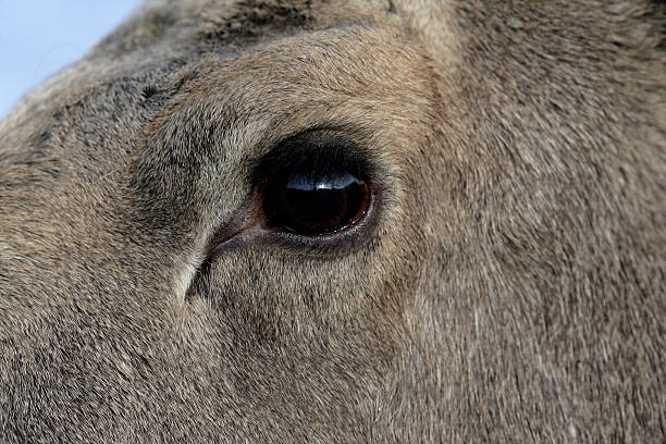istock European moose, Alces alcess machlis 187664493