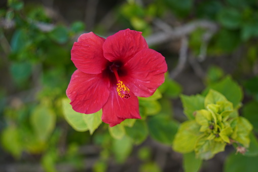 Blossom of tropical Hibiscus red flower. The tropical plant Hibiscus Rosa-sinensis, at bloom in a botanic garden.