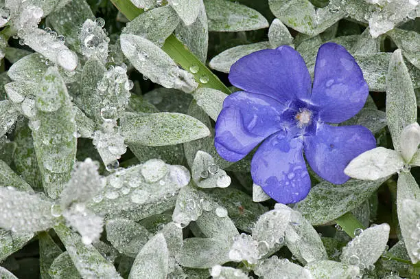 bloom of a periwinkle surrounded by woolly hedgenettle leaves covered with raindrops