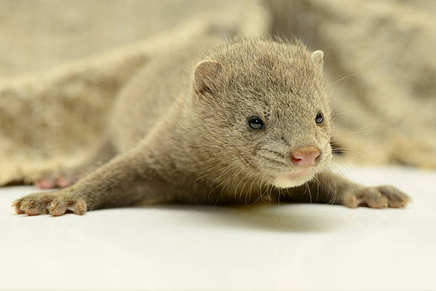 istock gray animal mink 187664760