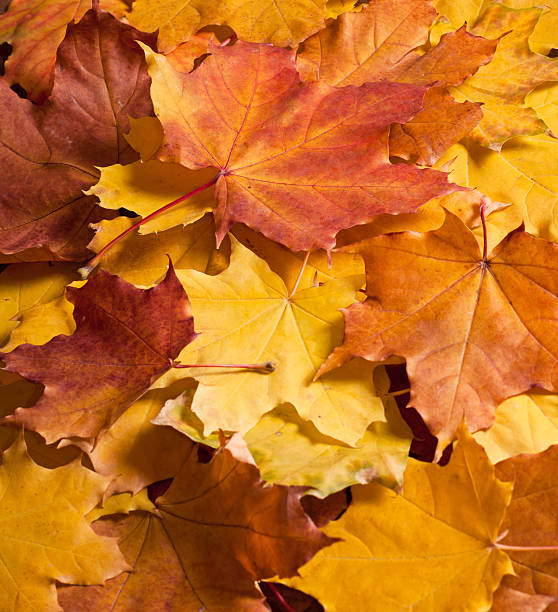 Autumn leaves  background stock photo