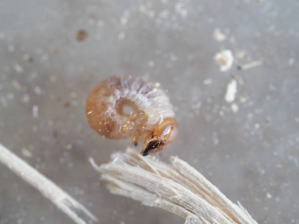 istock Larva of giant stag beetle 1876648414
