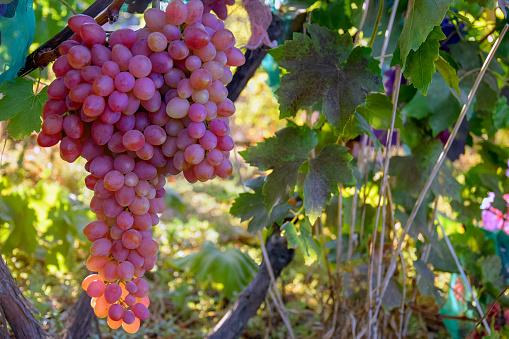Huge bunch of ripe juicy pink grapes. Autumn harvest. Close-up. Selective focus.