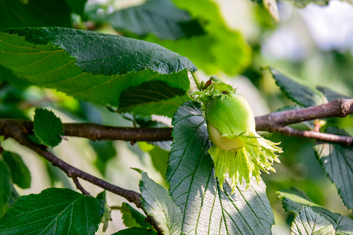 Young hazelnuts on a branch. Backlit by the sunlight. Bright green foliage. Close-up. Selective focus.