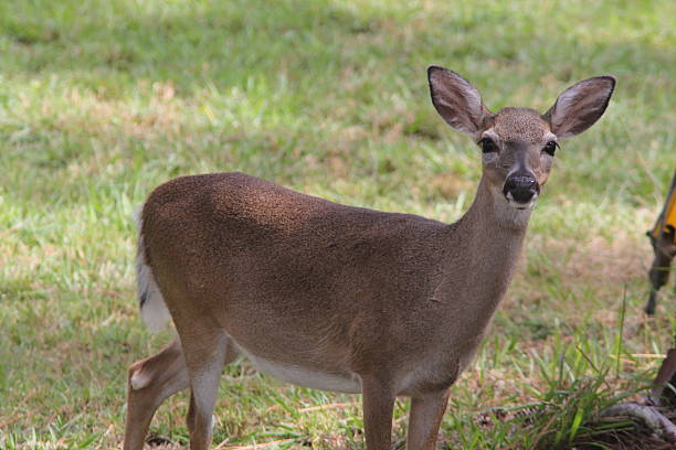 The Florida Key Deer stock photo