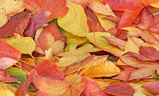 istock colorful autumn leaves 187665344