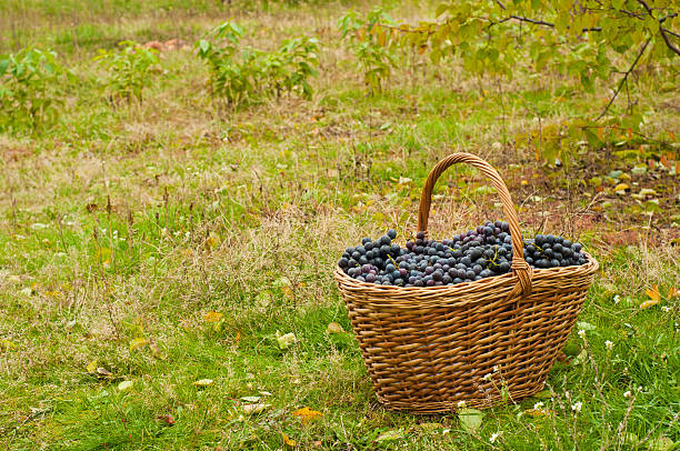 Wine grapes in basket stock photo