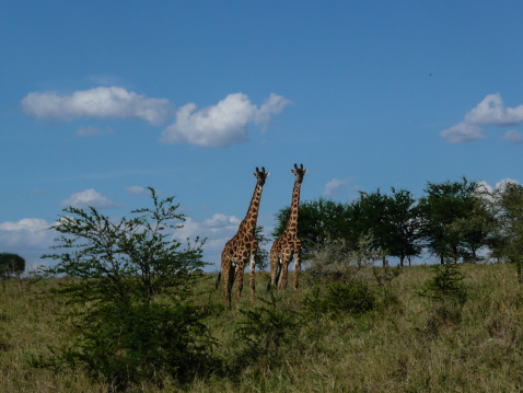 Two Giraffes in their natural habitat in the Serengeti national park Tanzania, Africa