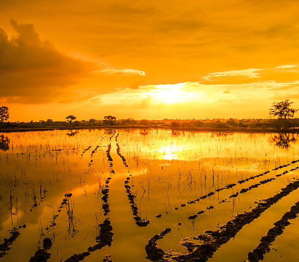 silhouetten landschaft mit sonnenuntergang wasser reflexion - activity asia atmosphere beach stock-fotos und bilder