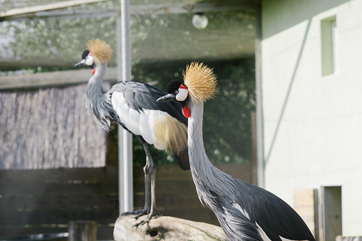 Beautiful Crowned cranes at the zoo